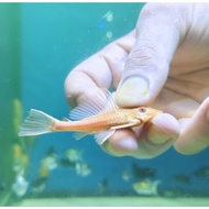 Albino broom aquarium cleaner