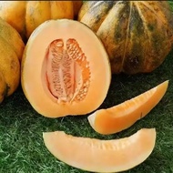 20 Butir Benih Blewah Madu Super Bibit Buah Blewah Unggul