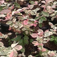 tanaman hias daun pretty/daun pink varigata/sambang dara