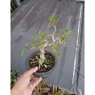 TERBARU READY / / BONSAI BERINGIN FICUS CALIFORNIA PROKAR