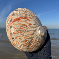 Wholesale Manufacturer Direct Sale Props Decoration Home Shell Red Abalone Shell Abalone Shell Burni