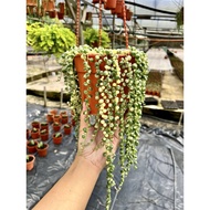 String of Pearls Hanging Succulent 多肉盆栽 Fresh Gardening Indoor Plant Outdoor Plants for Home Garden Fresh Live Plant