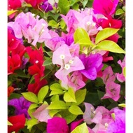 5 Pieces Bougainvillea Small Rooted