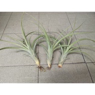 Tillandsia Royale (airplant)