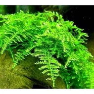 Java Moss aquarium plant