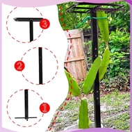 [LacooppiaMY] Dragon Fruit Trellis, Metal Garden Trellis for Vegetables, Flowers, Cucumbers