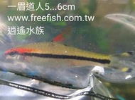 台北市-逍遙水族-中型魚-燈科魚-好養-一眉道人