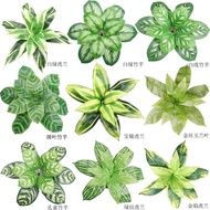 AVA Persian Leaf Artificial plant Ceramic Pot Plant Flower Fejka ikea kaison ssf monstera
