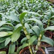 Miliki Tanaman Hias Anggrek Dendrobium Papua Hitam Dewasa Siap Bunga