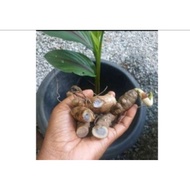 pokok kunyit hitam india(curcuma caesia)