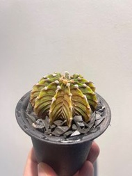 肋骨牡丹錦 多肉