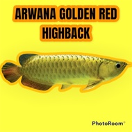 arwana golden red 20cm++