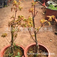 Garden Greening Leaf Viewing Balcony Potted Plant Red Maple Bonsai Golden Maple Potted Grafted Seedlings Colored Leaves