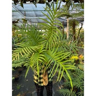 Healthy and beautiful fern soft pot