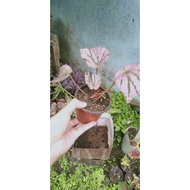 flower/bunga begonia