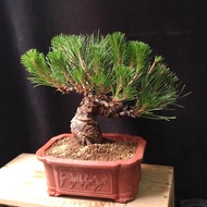 多新葉) 日本黑松 矮霸大老樁 盆景 連 紫砂花盆  Plant Bonsai 塊根 矮霸 松樹 植物 禮物 盆栽 Black Pine Tree  gift【實拍。只此一盆】