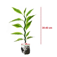 Zig Zag Zigzag Plant Patah Tulang Euphorbia Tirucalli Tanaman 3040