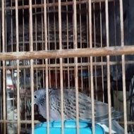 tekukur split blorok x lokal kuk 2
