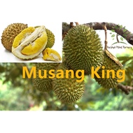 Berjaya Plant Nursery - Pokok Durian Musang King D197/猫山王树苗(Pokok Buah Hidup/Benih Buah-buahan/Real 