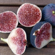 Figs ต้นมะเดื่อฝรั่ง พันธุ์ Dauphine (ดอร์ฟิน) อร่อย หวาน หอมมากๆ ต้นสมบูรณ์มาก รากแน่นๆ จัดส่งพร้อม