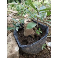 bahan bonsai loa bogel pas buat mamean tinggal tanam dan rupbri 6154gv