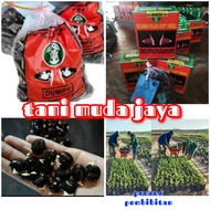 Benih Bibit Kecambah Sawit Varietas MARIHAT DUMPY isi 250 Butir beli 2 bonus sertifikat