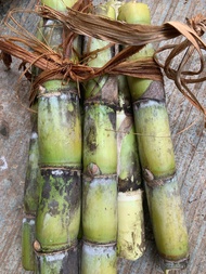Tebu ijo 1kg