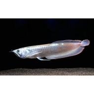 Arowana / arwana silver red 30cm
