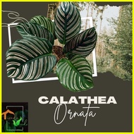 ☢ ¤ ❤ Calathea Ornata Live Plants