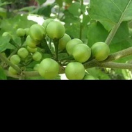 BUAH POKAK/TAKOKAK 250 GRAM