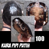kura pipi putih