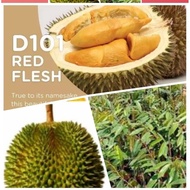 Anak Pokok Durian Ioi (D168) (Kahwin)
