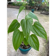 Sacha Inchi Plant Plukenetia volubilis