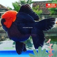 Ikan koki oranda black tancho maskoki gold fish