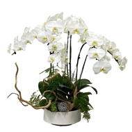 6 in 1 Phalaenopsis Arrangement with Azalea Wood in ceramic pot