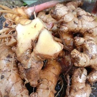 1kg LEMPUYANG SEGAR BIBIT LEMPUYANG TERMURAH LEMPUYANG BASAH /BONGGOL LEMPUYANG
