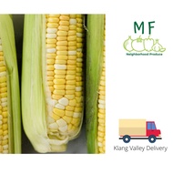 [Fresh From Farm] 金马伦黄白玉米 AA Cameron Highland Sweet Corn (Klang Valley Delivery)