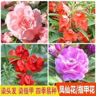 現貨 批發批發鳳仙花種籽子重瓣茶花陽臺盆栽室內學生實驗四季易種染指甲花花籽jqby