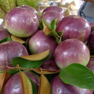 Pokok buah susu vietnam ( star apple)