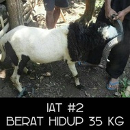 DOMBA QURBAN GARUT GANTENG, TERBAIK, CUKUP UMUR, GEMUK & SEHAT