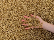 Guatemala Ayarza Yellow Honey Green Coffee Bean 1KG