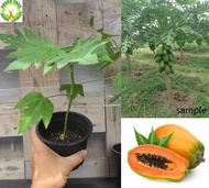 Fruit Tree - Anak Pokok Betik Sekaki / Hong Kong Papaya 一尺瓜 for HOME/GARDEN decoration