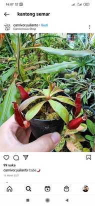 KANTONG SEMAR / NEPENTHES