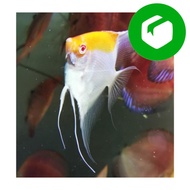 Sepasang ikan manfish RCA Red Cap Albino koi ukuran dewasa dan siap pi
