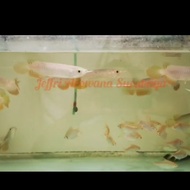 Promo arwana golden red - 40cm Berkualitas