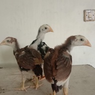 Anakan Ayam Bangkok Pakhoy Usia 2 Bulan - 3 Bulan new