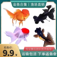 Ikan Hiasan Ikan Emas Kecil Ikan Hidup Atas Ikan Emas Merah Ikan Air Sejuk Kepala Singa Ikan Emas Ai