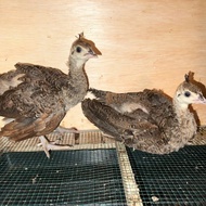 anakan merak biru india