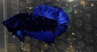 Ikan cupang avatar gordon blue