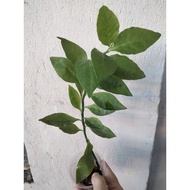 Euphorbia plant//////